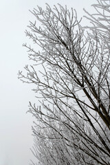 Strong frost on branches and trees on a foggy day