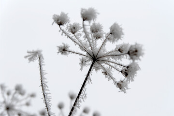 Strong frost on branches and trees on a foggy day