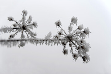 Strong frost on branches and trees on a foggy day