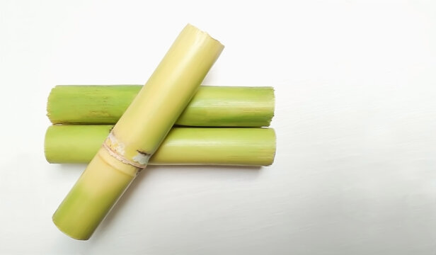 Sugar cane  saccharum officinarum on  white background. copy space.