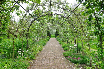 Scenic view of a path with an arched trellis through a beautiful green leafy garden