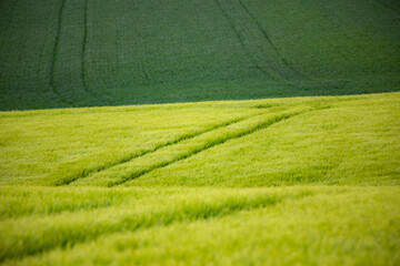 Obraz premium Wiesen Jagd Natur Landschaft Landwirtschaft nachhaltig Biosphäre Frühling Sommer grün grüne Wiesen