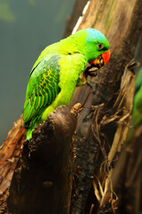 The Blue-naped parrot (Tanygnathus lucionensis) sitting on the old vertikal branch.