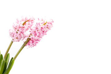 Pink blooming hyacinth on a white background. Greeting card, space for text