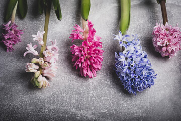 Multicolor hyacinth flowers. Purple Hyacinth Orientalis, multicolored mixed. Spring hyacinths. Happy Easter card background. Greeting card, Flat lay, top view