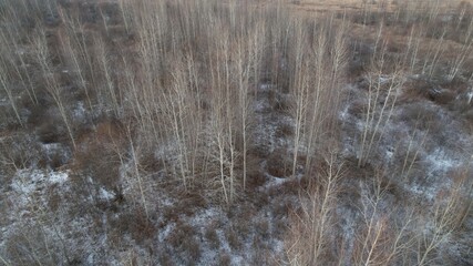 Forest view from top