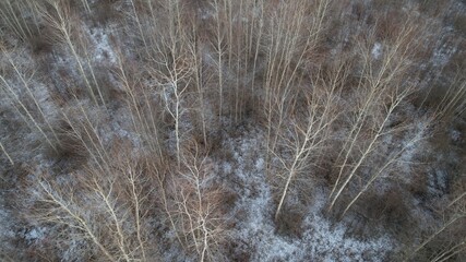 Forest view from top