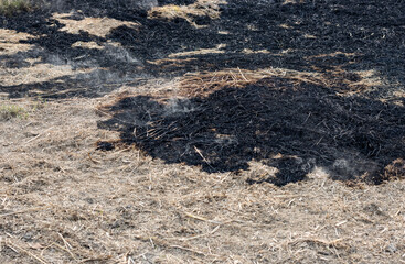 Scattered burnt straw and ash on agricultural land used for organic fertilizer