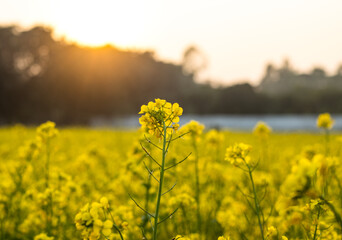 Selective view of yellow mustard flower inside of an agricultural field in the evening