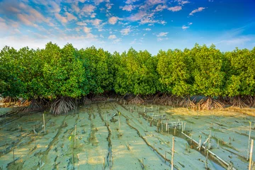 Tuinposter Empty wooden floor with blurred mangrove forest under sunlight background. For display or montage your products. © banjongseal324