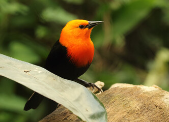 The Scarlet-headed Blackbird (Amblyramphus holosericeus) sitting on the old brown branch.