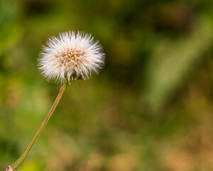 Common dandelion flower in roadside