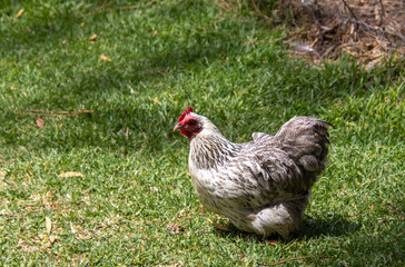 A grey and white hen forages for food in a farmyard