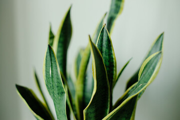 Obraz premium Decorative plant sansevieria trifasciata close-up in the interior,snake plant,leaves. Concept for postcards