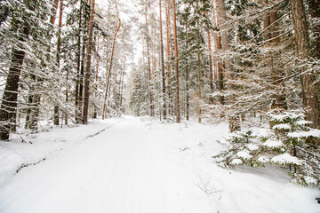 forest in winter