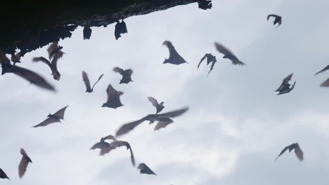 A large flock of bats flies and hangs on a dark rock, against a blue sky with clouds. Bats fly in slow motion during the daytime in the shadow of cave. Interesting shots with the life of wild animals.