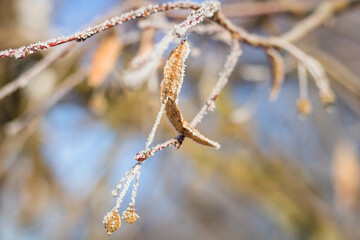 frost on the branches