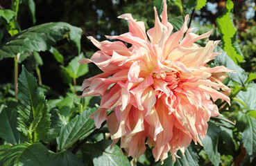 pink dahlia flower