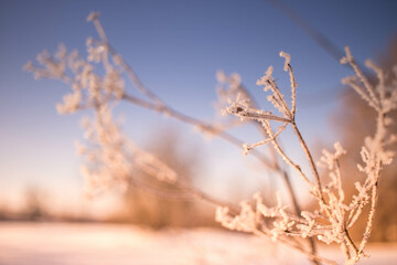 sunset in the winter