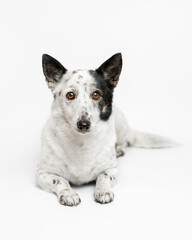 Portrait of a cute small black and white dog lying on a white background.