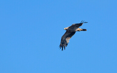 Imperial Eagle (Aquila heliaca), Crete