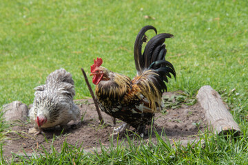 A plump hen and a rooster forages for food on a farmyard