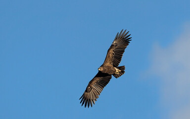 Greater Spotted Eagle (Clanga clanga), Crete