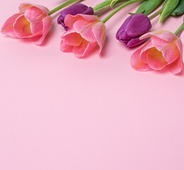 Fototapeta na wymiar pink and purple tulips in row on pink background. Floral card with seasonal spring flowers
