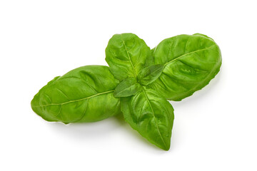 Fresh green basil leaves, isolated on white background.