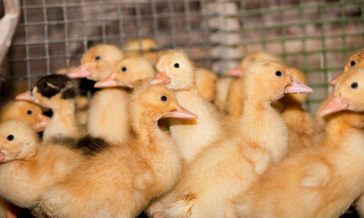 Little yellow ducklings in a cage at the poultry farm. Industrial breeding of ducks for meat. - 478366501
