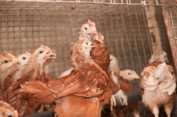 Young chickens in a cage at a poultry farm - 478366503