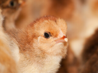 Young chickens in a cage at a poultry farm - 478366504