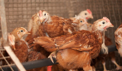 Young chickens in a cage at a poultry farm - 478366506