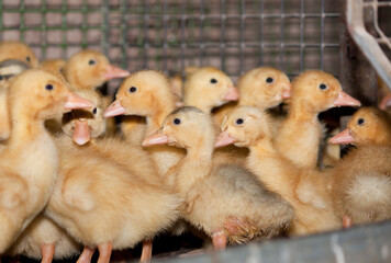 Little yellow ducklings in a cage at the poultry farm. Industrial breeding of ducks for meat. - 478366507