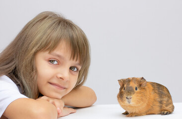 Cute little girl holding a guinea pig. Isolated on grey background.