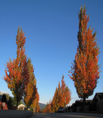 Autumn colors of maple trees in the morning sun