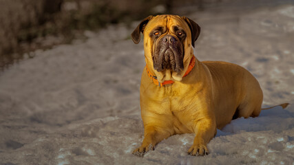 Obraz premium 2022-01-01 A MATURE BULLMASTIFF LYING IN SNOW WITH BRIGHT EYES AND WEARING A ORANGE COLLAR