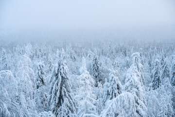 Natural background of winter cold nature. The trees in the mountains are covered with snow.