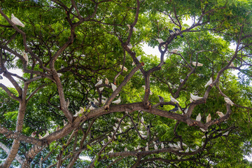 White and gray pigeons on the tree in Honolulu, Hawaii
