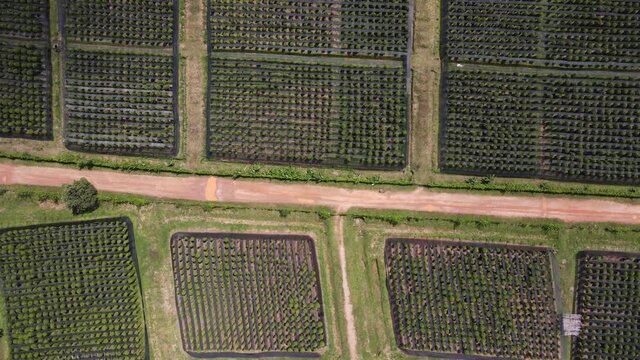 Aerial view of Kampot pepper plantation, Phnom Voar mountain, Cambodia.