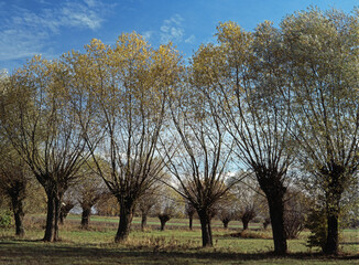 Fototapeta na wymiar Willow trees in a field, near Zelazowa Wola, Mazovia, Poland