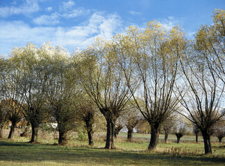 Willow trees in a field, near Zelazowa Wola, Mazovia, Poland