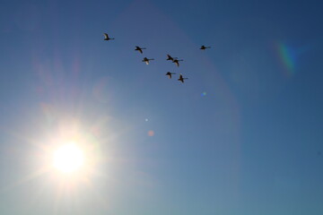 Schwäne im Flug im WInter (flying swans in winter)