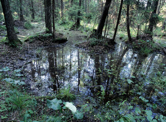 Obraz premium Biebrza National Park, region of Red Marsh, Poland