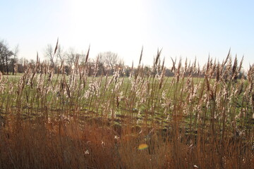 Schilf im Winter am Hadelner Kanal (reed in winter)