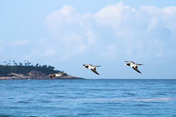 birds flying over the sea