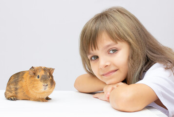 Cute little girl holding a guinea pig. Isolated on grey background.