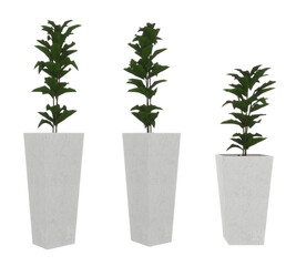 potted plant on a white background,3d rendering