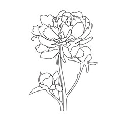 Peony flowers one line drawing. line art vector drawing. Botanical print. Nature symbol of cosmetics. Fashion print. One line Botanical illustration.