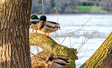 Urlaub am Rhein: sonnende Stockenten bei Winter-Hochwasser